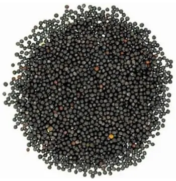 Fresh Black Mustard Seeds